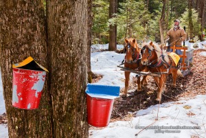 15th Annual Horse-Drawn Sap Gathering Contest, March 22nd 2014! 
